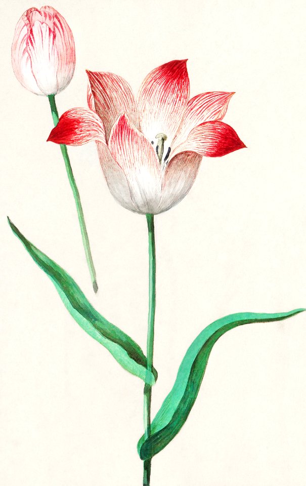 Tulip, Tulipa (1596–1610) by Anselmus Boëtius de Boodt.