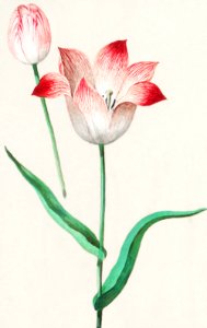 Tulip, Tulipa (1596–1610) by Anselmus Boëtius de Boodt.. Free illustration for personal and commercial use.