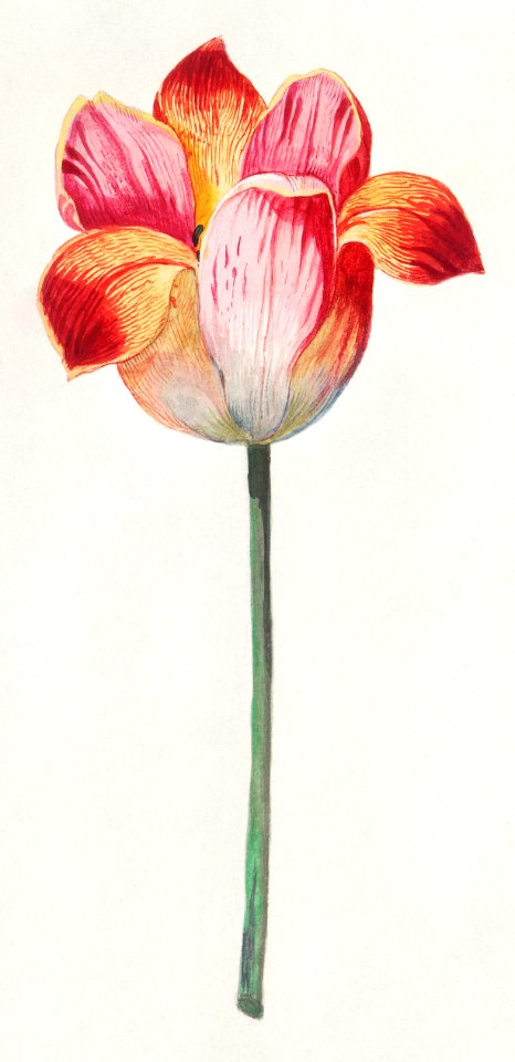 Tulip, Tulipa (1596–1610) by Anselmus Boëtius de Boodt.