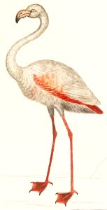 Common flamingo, Phoenicopterus roseus (1596–1610) by Anselmus Boëtius de Boodt.. Free illustration for personal and commercial use.