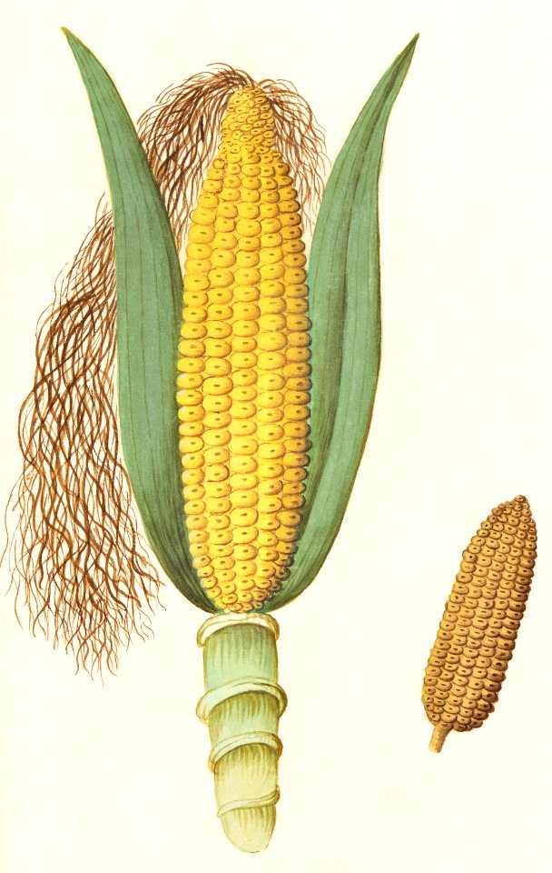 Corn, Zea mays (1596–1610) by Anselmus Boëtius de Boodt.