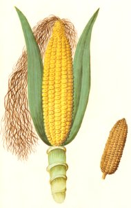 Corn, Zea mays (1596–1610) by Anselmus Boëtius de Boodt.. Free illustration for personal and commercial use.