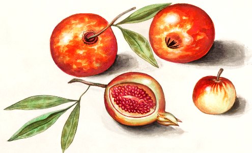 Pomegranate, Punica granatum (1596–1610) by Anselmus Boëtius de Boodt.. Free illustration for personal and commercial use.