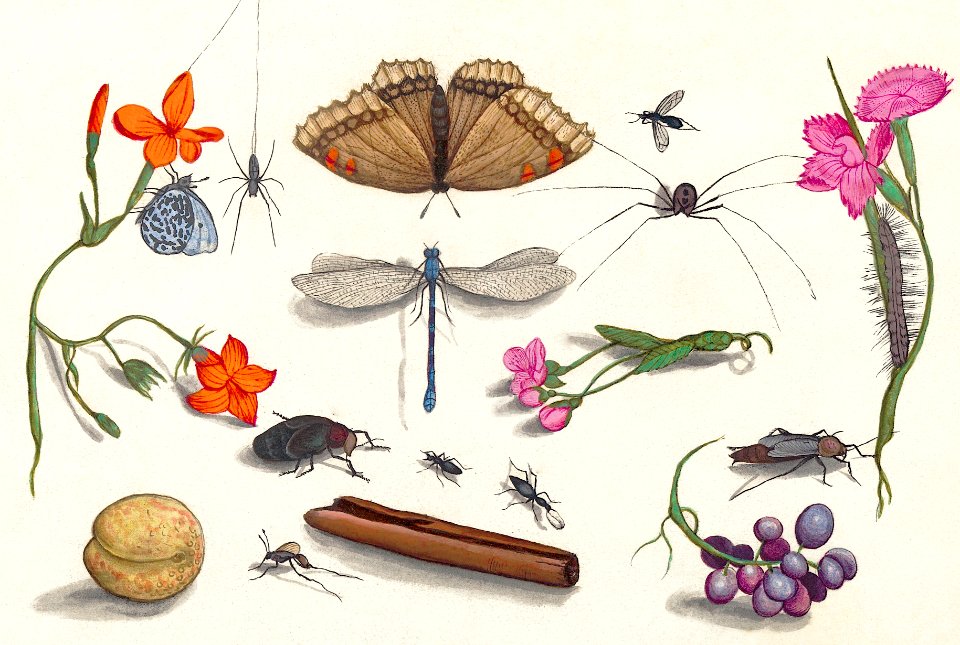 Natural History Ensemble, no. 8 (1596–1610) by Anselmus Boëtius de Boodt.