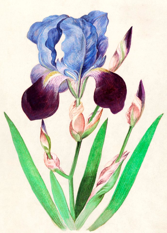Purple iris (1596–1610) by Anselmus Boëtius de Boodt.