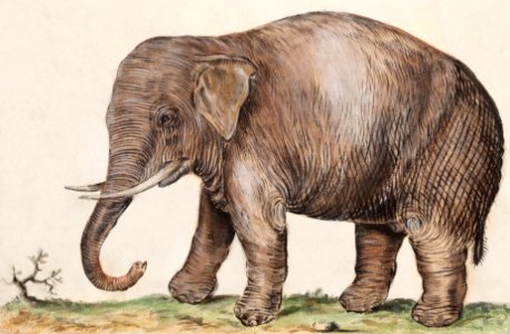 Asian elephant, Elephas maximus (1596–1610) by Anselmus Boëtius de Boodt.. Free illustration for personal and commercial use.