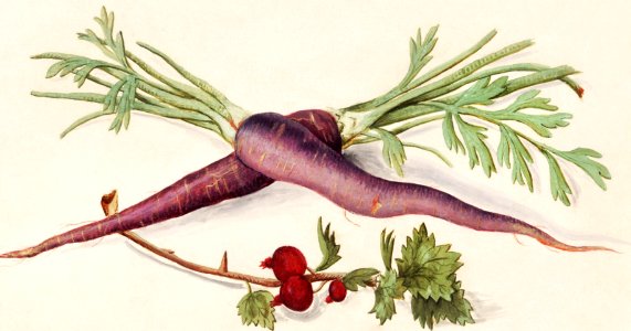 Carrot, Daucus carota and red currant, Ribes rubrum (1596–1610) by Anselmus Boëtius de Boodt.. Free illustration for personal and commercial use.