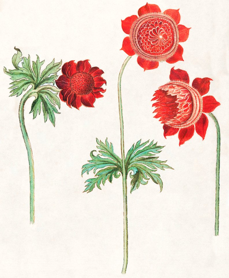 Peony and Anemone (1596–1610) by Anselmus Boëtius de Boodt.