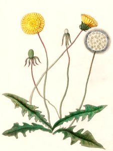 Dandelion, Taraxacum officinale (1596–1610) by Anselmus Boëtius de Boodt.. Free illustration for personal and commercial use.