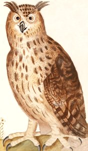 Eagle Owl, Bubo bubo (1596–1610) by Anselmus Boëtius de Boodt.