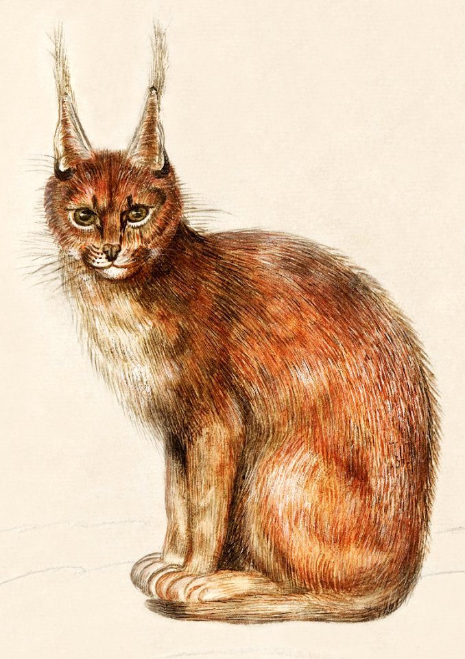 Lynx, Lynx lynx (1596–1610) by Anselmus Boëtius de Boodt.