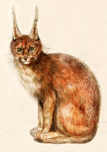 Lynx, Lynx lynx (1596–1610) by Anselmus Boëtius de Boodt.. Free illustration for personal and commercial use.