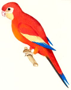 Red parrot (1596–1610) by Anselmus Boëtius de Boodt.. Free illustration for personal and commercial use.