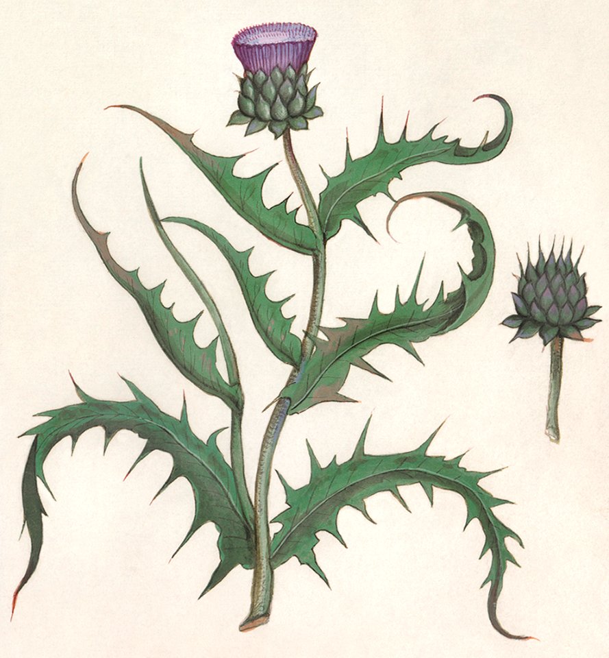 Artichoke, Cyanara scolymus (1596–1610) by Anselmus Boëtius de Boodt.