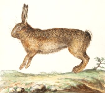 Hare, Lepus europaeus (1596–1610) by Anselmus Boëtius de Boodt.. Free illustration for personal and commercial use.
