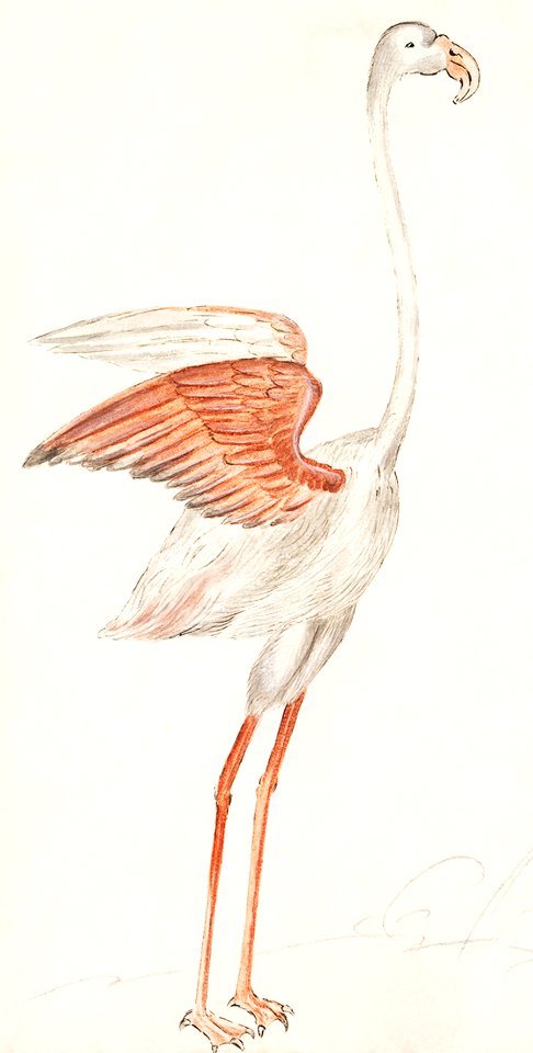Common flamingo, Phoenicopterus roseus (1596–1610) by Anselmus Boëtius de Boodt.