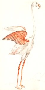 Common flamingo, Phoenicopterus roseus (1596–1610) by Anselmus Boëtius de Boodt.