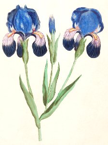 Purple iris, Iris germanica (1596–1610) by Anselmus Boëtius de Boodt.