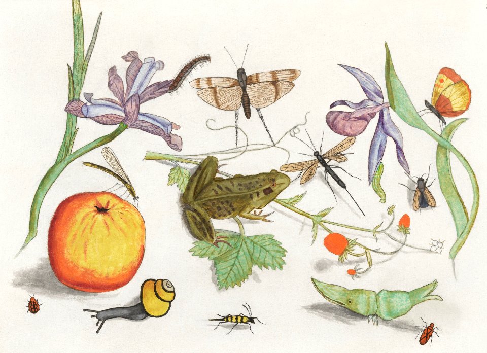 Natural History Ensemble, no. 12 (1596–1610) by Anselmus Boëtius de Boodt.