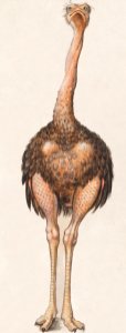 Ostrich, Struthio camelus (1596–1610) by Anselmus Boëtius de Boodt.. Free illustration for personal and commercial use.
