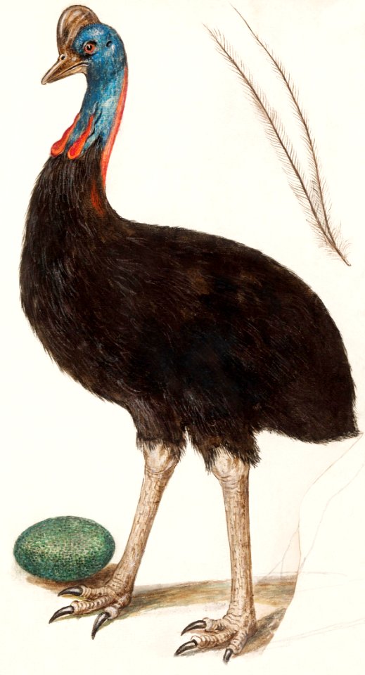 Helmet cassowary, Casuarius casuarius (1596–1610) by Anselmus Boëtius de Boodt.