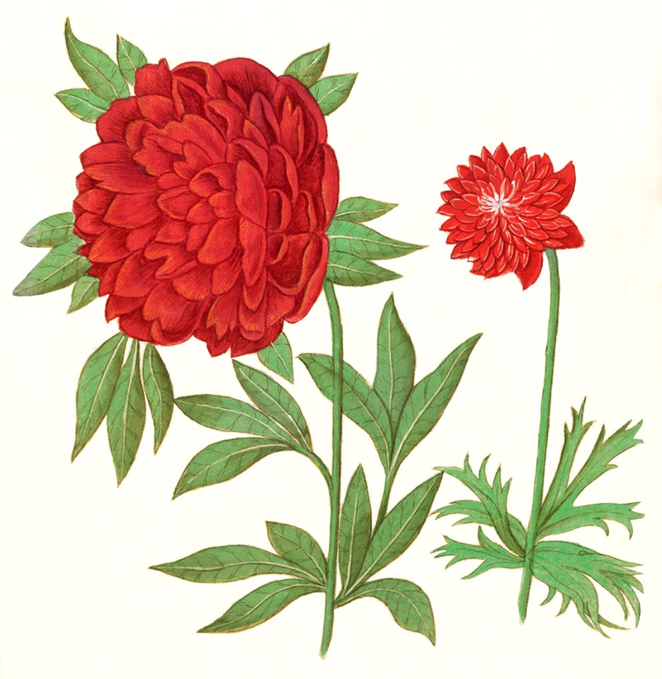 Peony, Paeonia and Anemone, Anemone (1596–1610) by Anselmus Boëtius de Boodt.