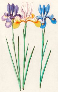 Iris, Iris sibirica (1596–1610) by Anselmus Boëtius de Boodt.. Free illustration for personal and commercial use.