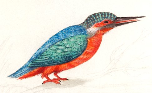 The Kingfisher, Alcedo atthis (1596–1610) by Anselmus Boëtius de Boodt.