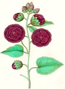 Hollyhock, Alcea rosea (1596–1610) by Anselmus Boëtius de Boodt.