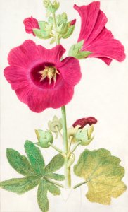 Hollyhock, Alcea rosea (1596–1610) by Anselmus Boëtius de Boodt.. Free illustration for personal and commercial use.
