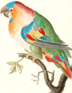 Parrot (1596–1610) by Anselmus Boëtius de Boodt.. Free illustration for personal and commercial use.