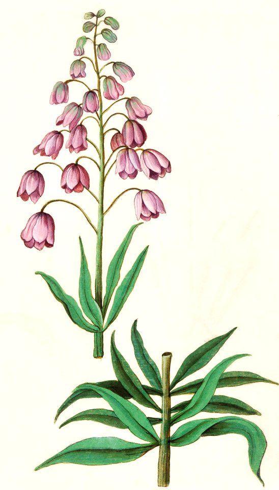 Persian lily, Fritillaria persica (1596–1610) by Anselmus Boëtius de Boodt.