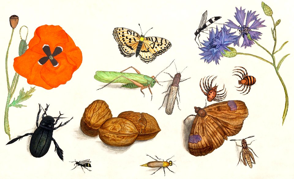 Natural History Ensemble, no. 11 (1596–1610) by Anselmus Boëtius de Boodt.