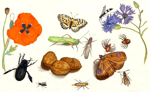 Natural History Ensemble, no. 11 (1596–1610) by Anselmus Boëtius de Boodt.