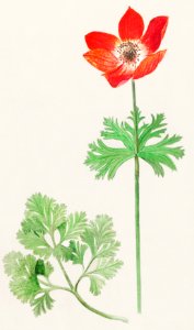 Anemoon, Anemone (1596–1610) by Anselmus Boëtius de Boodt.