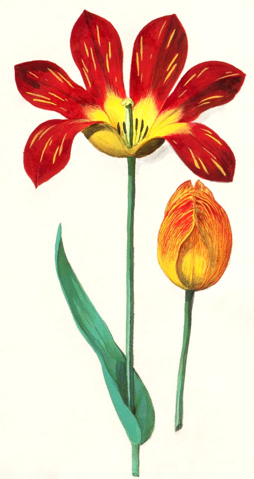 Tulip, Tulipa (1596–1610) by Anselmus Boëtius de Boodt.