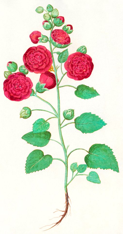 Hollyhock, Alcea rosea (1596–1610) by Anselmus Boëtius de Boodt.