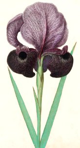 Mourning iris (Iris susiana) (1596–1610) by Anselmus Boëtius de Boodt.. Free illustration for personal and commercial use.