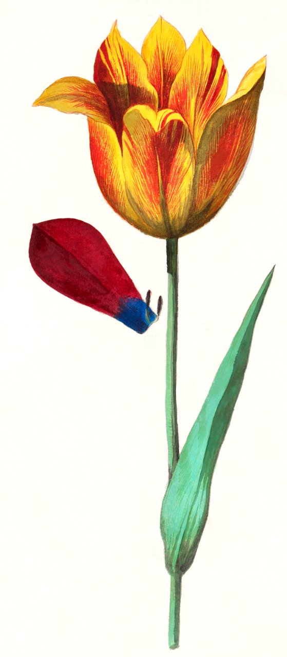 Tulip, Tulipa (1596–1610) by Anselmus Boëtius de Boodt.