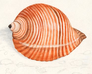 Shell of a sea snail (1596–1610) by Anselmus Boëtius de Boodt.. Free illustration for personal and commercial use.