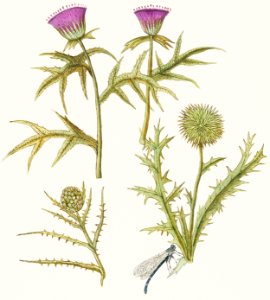 Thistle, Carduus and Artichoke, Cynara cardunculus (1596–1610) by Anselmus Boëtius de Boodt.. Free illustration for personal and commercial use.