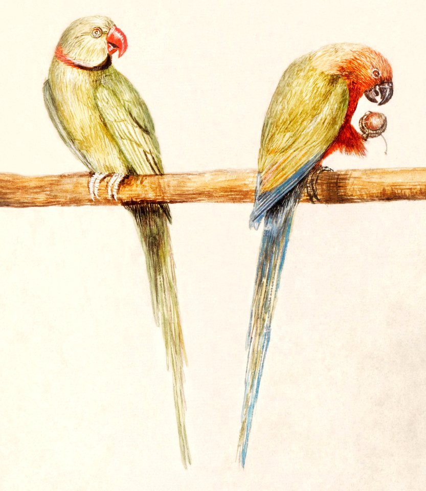 Alexandrine parakeet and red-breasted parakeet (1596–1610) by Anselmus Boëtius de Boodt.