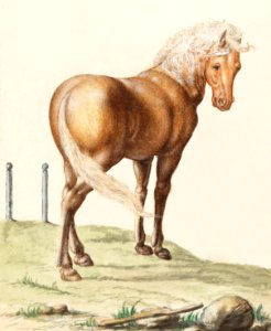 Horse, Equus ferus caballus (1596–1610) by Anselmus Boëtius de Boodt.. Free illustration for personal and commercial use.