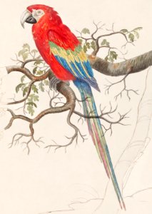 Scarlet macaw, Ara macao (1596–1610) by Anselmus Boëtius de Boodt.. Free illustration for personal and commercial use.