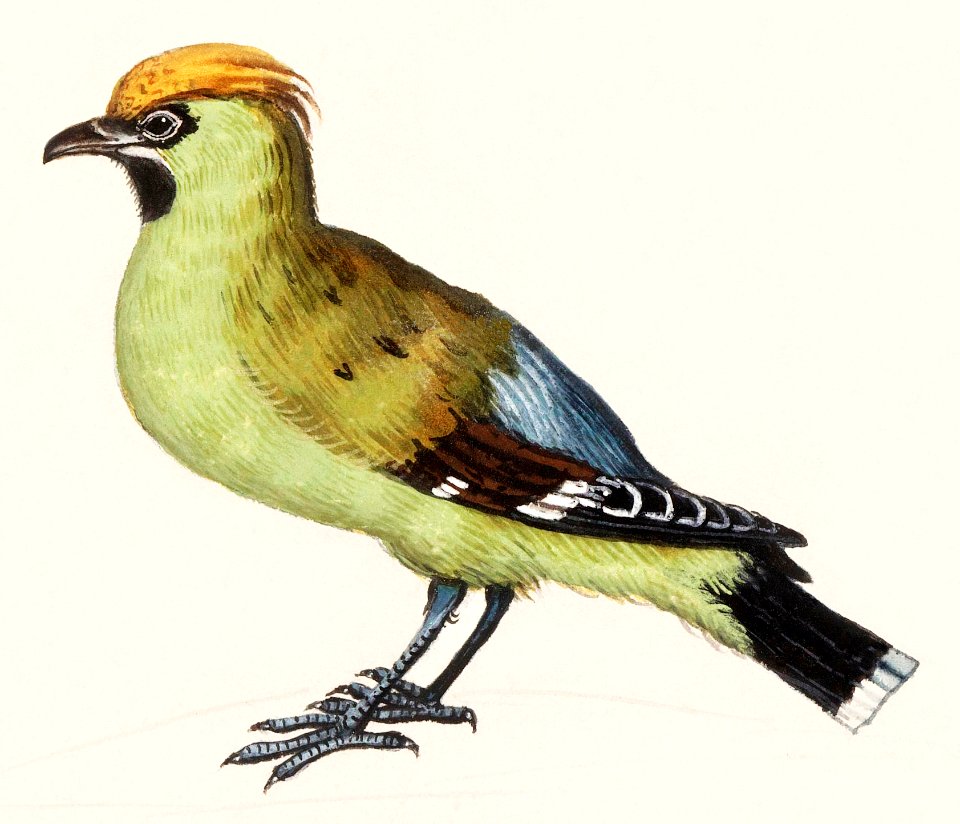 Bohemian Waxwing, Bombycilla garrulus (1596–1610) by Anselmus Boëtius de Boodt.
