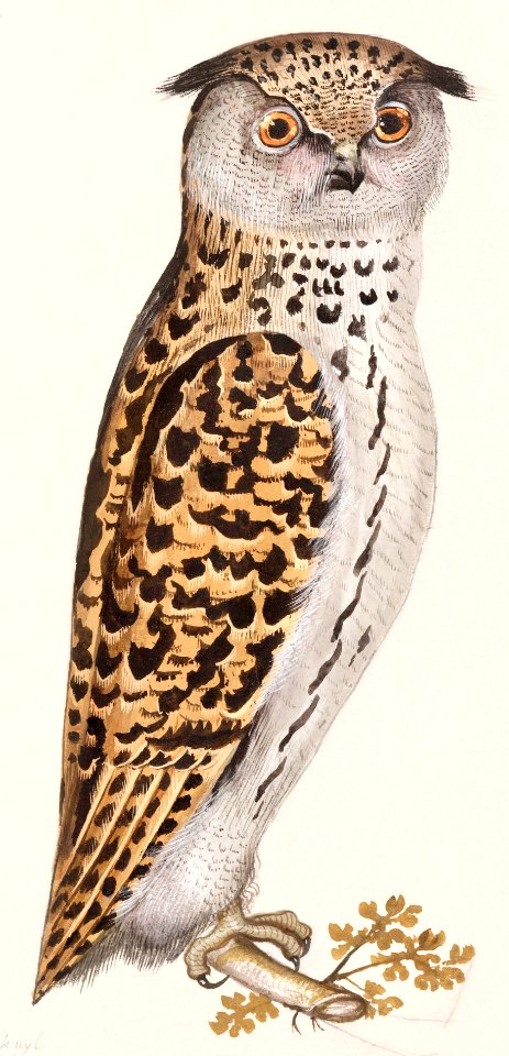 Eurasian scops owl (1596–1610) by Anselmus Boëtius de Boodt.