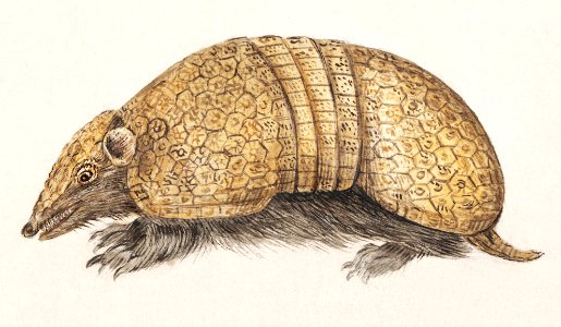 Bullet armadillo, Tolypeutes matacus (1596–1610) by Anselmus Boëtius de Boodt.. Free illustration for personal and commercial use.