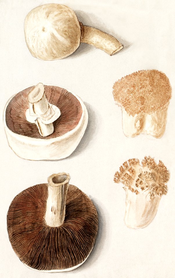 Common meadow mushroom, Agaricus campestris (1596–1610) by Anselmus Boëtius de Boodt.