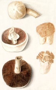 Common meadow mushroom, Agaricus campestris (1596–1610) by Anselmus Boëtius de Boodt.. Free illustration for personal and commercial use.