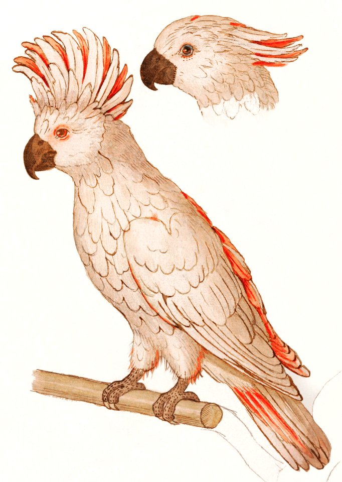 Salmon-crested cockatoo (1596–1610) by Anselmus Boëtius de Boodt.